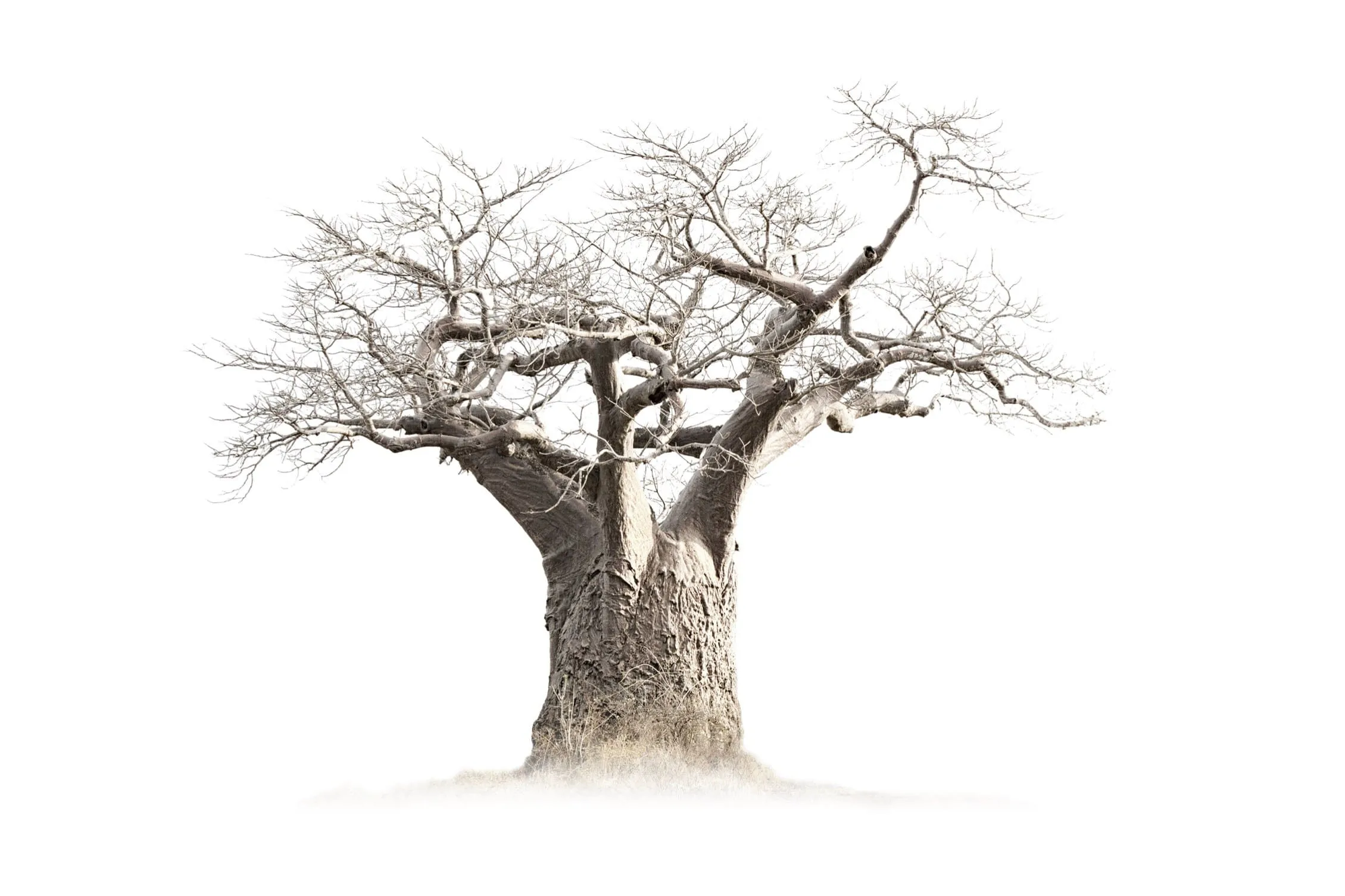 Baobab Whiteout