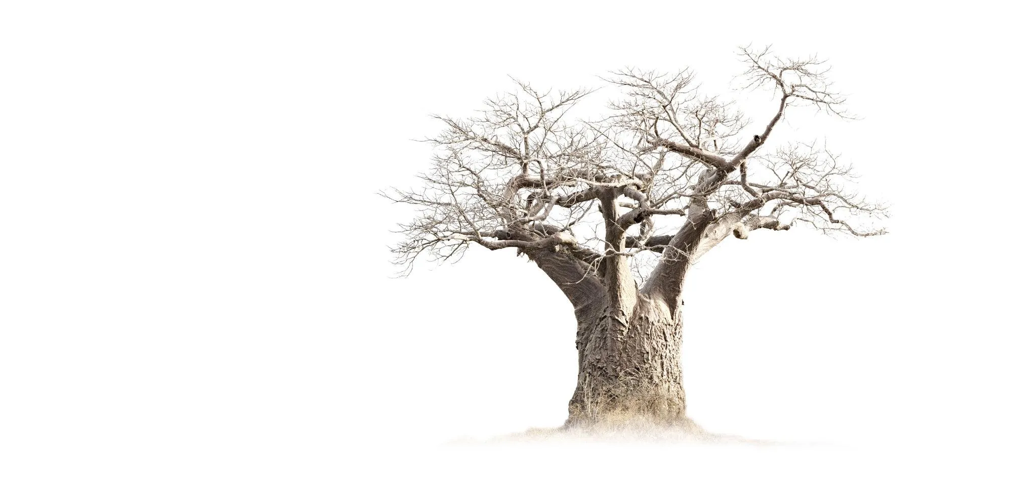 Baobab Whiteout