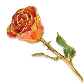 Birthstone Amber Swirl Colored Rose for November with Gold Trim