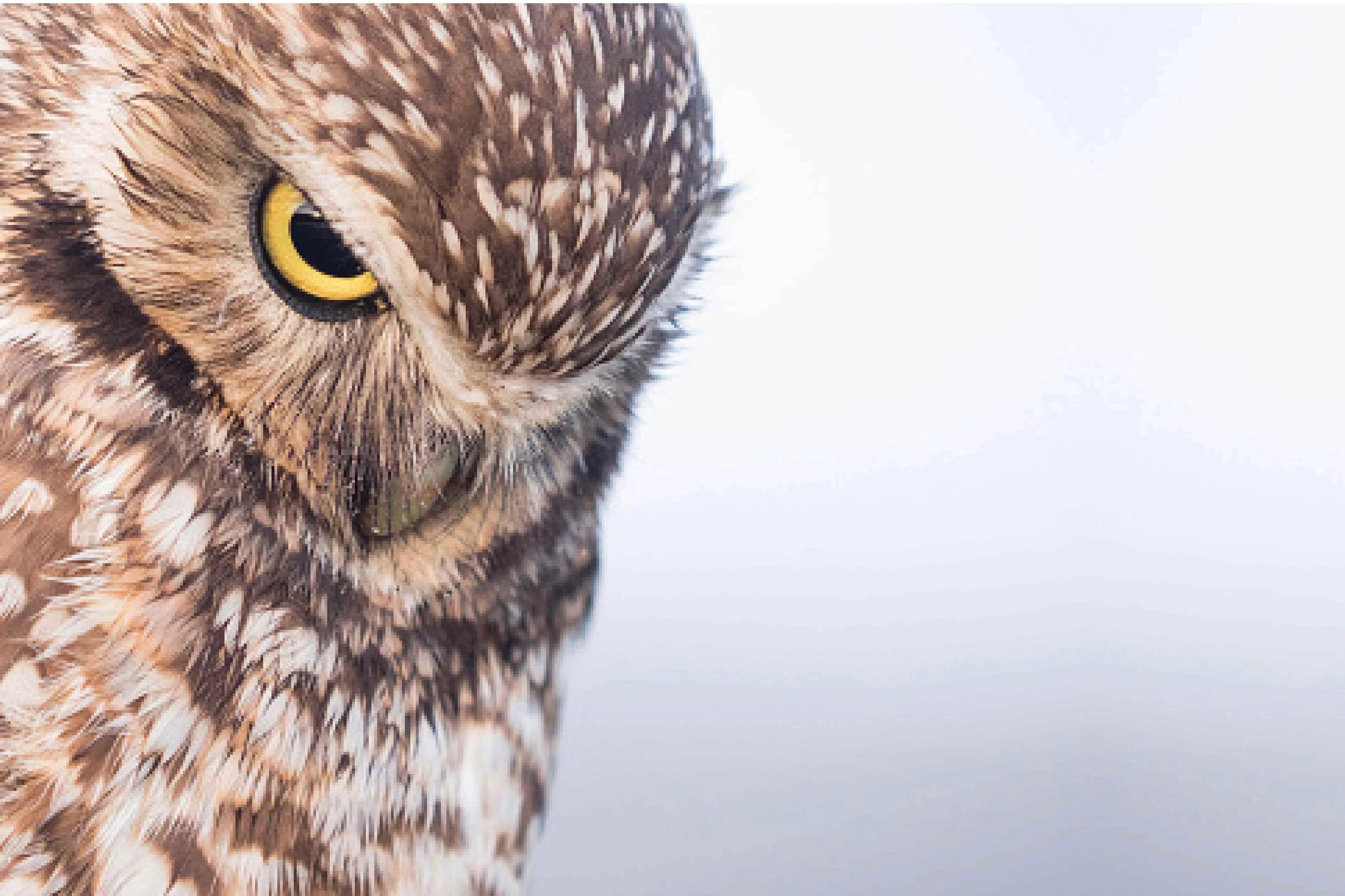 Burrowing Owl