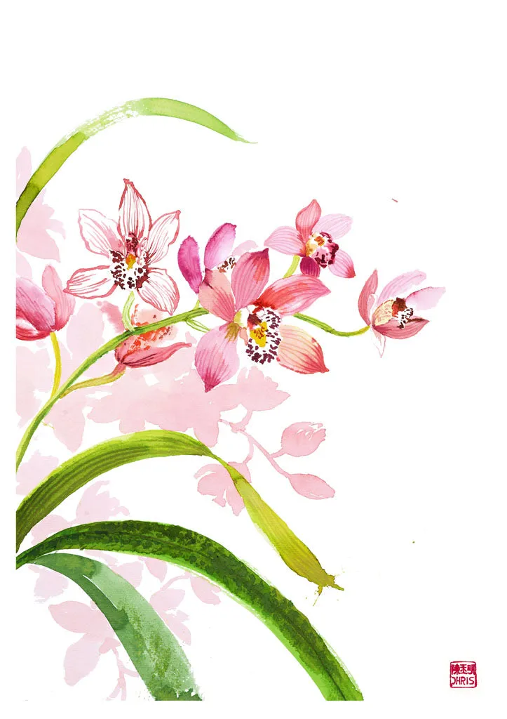 Cymbidium Orchid