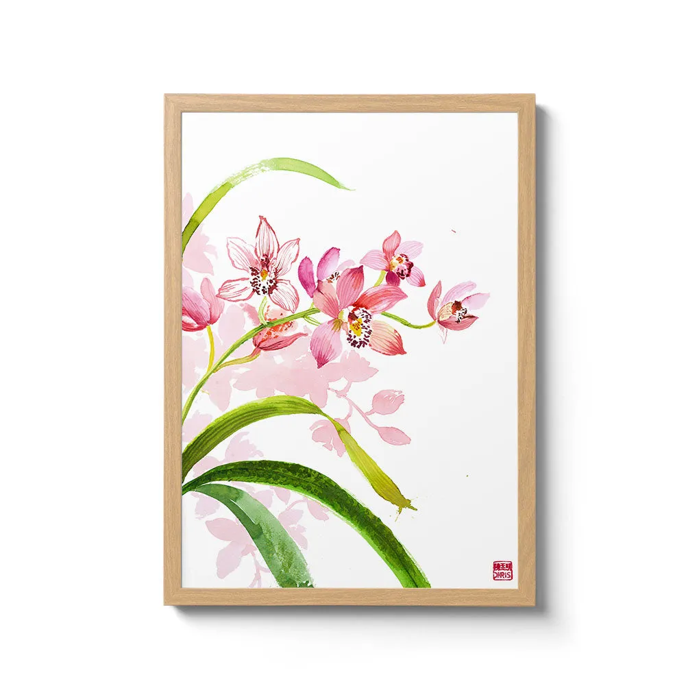 Cymbidium Orchid