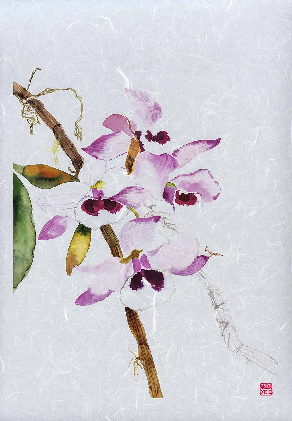 Dendrobium Parishii Orchid