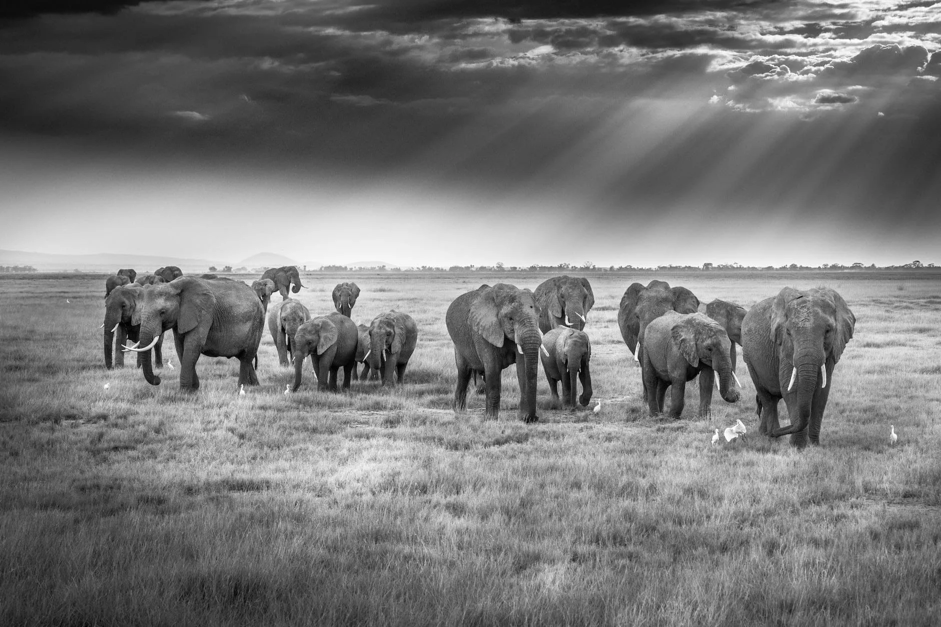 Grazing Elephants