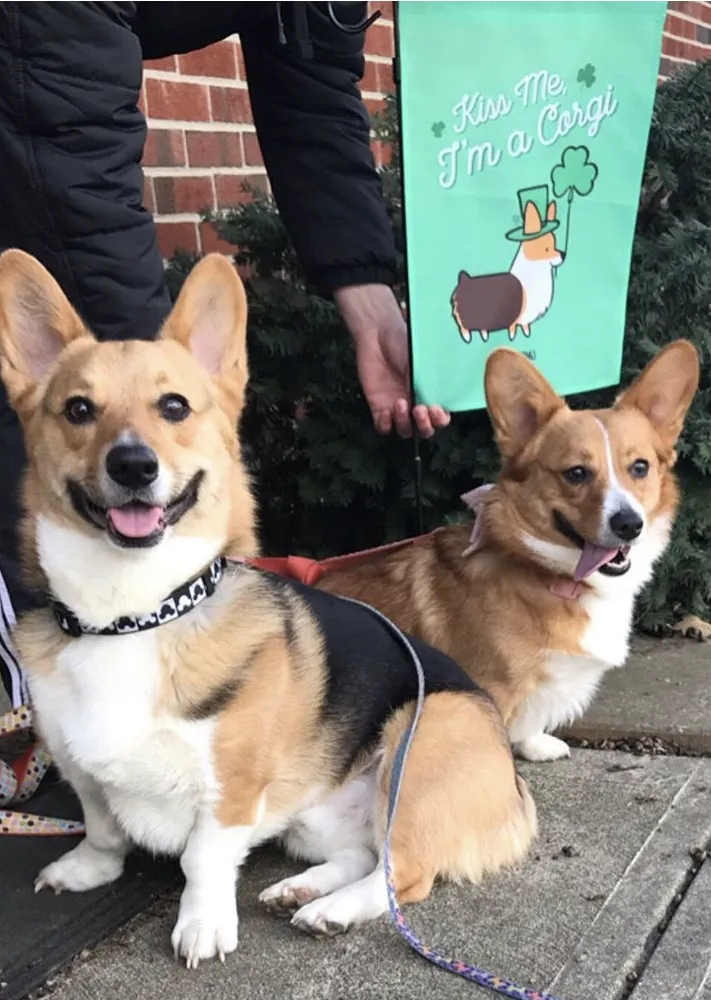 "St Patricks Day" Corgi Garden Flag