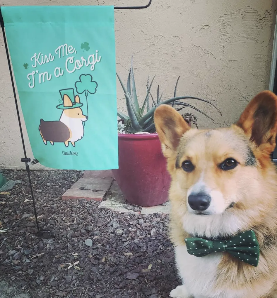 "St Patricks Day" Corgi Garden Flag