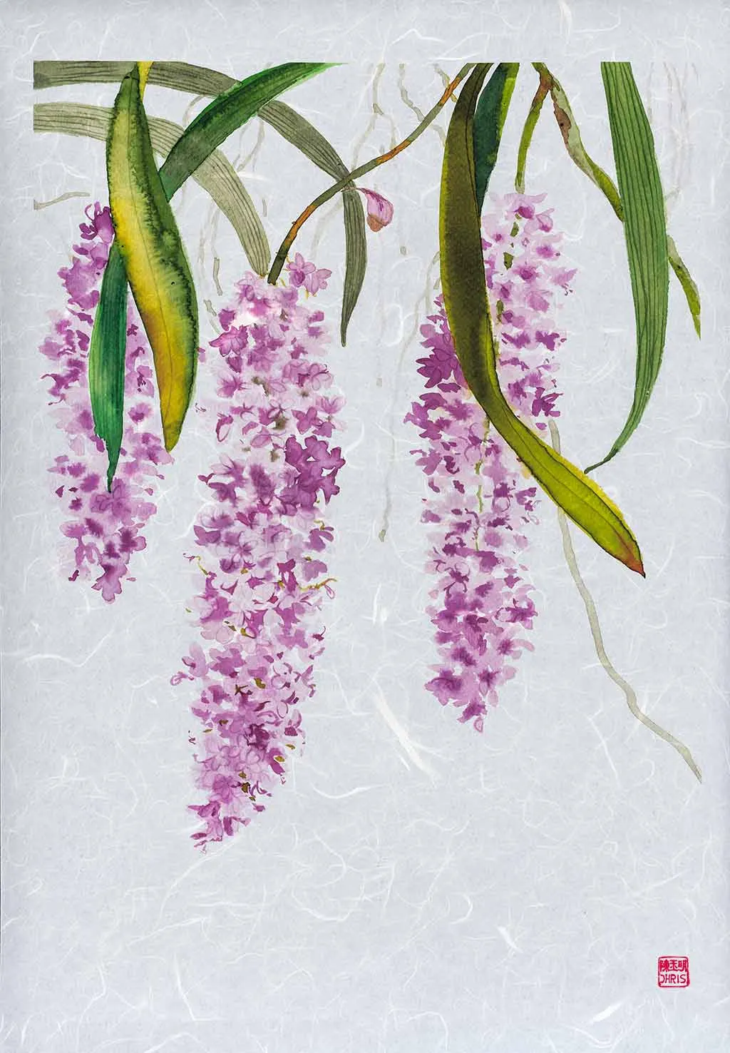 Rhynchostylis Retusa Orchid