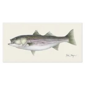 Striped Bass, 30 lbs Canvas Print